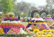 پھولوں سے مہکتا لاہور، جیلانی پارک میں گل داؤدی کی سالانہ نمائش