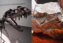 نیویارک: نایاب مریخی پتھر اور ڈایناسور کنکال نیلامی میں توجہ کا مرکز